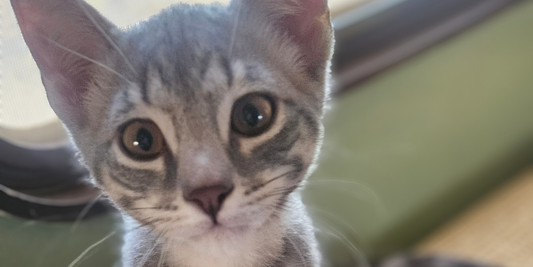 Lightning: A Desert Spark Waiting for His Forever Home