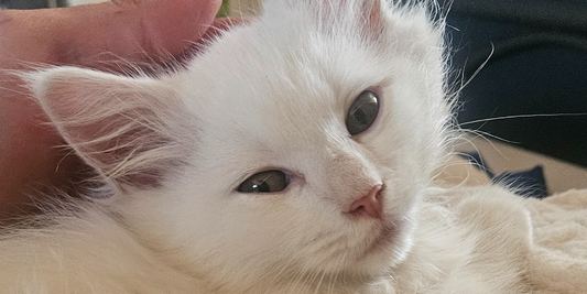 ADOPTED Baby Marble's Second Chance: A Kitten's Hope for Home