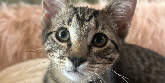 Thunder: An Independent Heart with a Gentle Purr