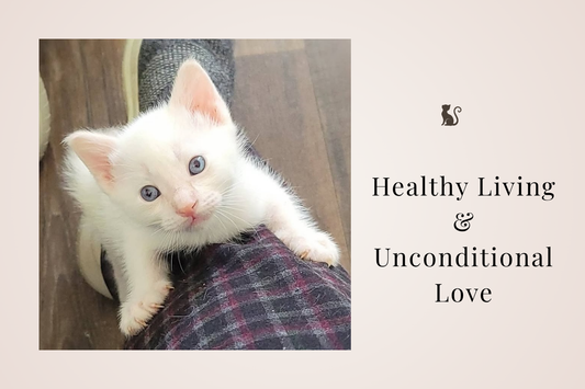 Can Befriending a Cat Extend Your Life?