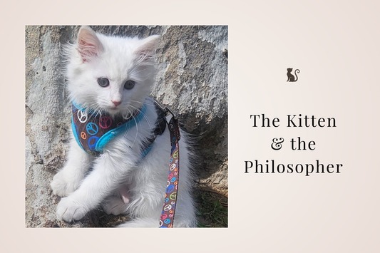 How Rescuing Cats Reveals Timeless Wisdom