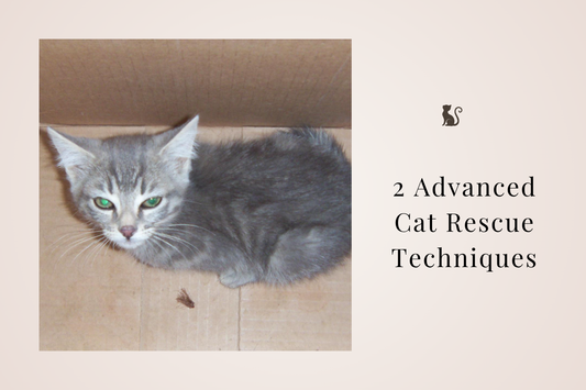 🤎 Beyond the Basics: 2 Advanced Cat Rescue Techniques