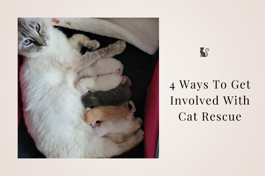 🤎 4 Ways to Get Involved in Cat Rescue