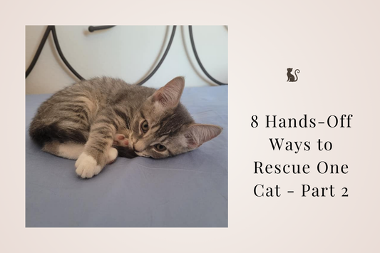 🤎 8 Hands-Off Ways to Rescue One Cat - Part 2