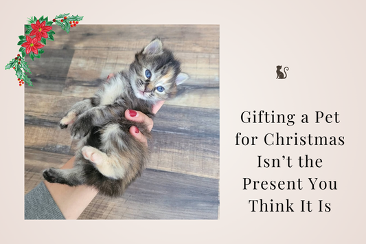 🤎 Why Gifting a Pet for Christmas Isn’t the Present You Think It Is 🎄