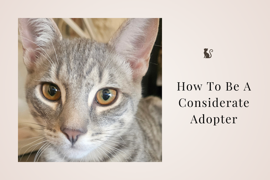 🤎 How to Be a Considerate Adopter: A Gentle Guide to Responsible Cat Adoption