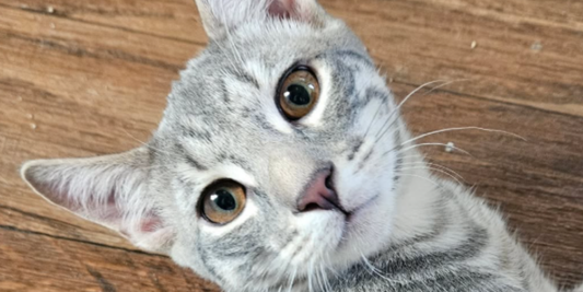 Lightning: A Desert Spark Waiting for His Forever Home