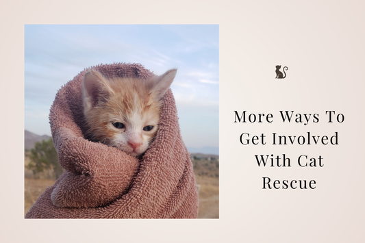 🤎 More Ways To Get Involved With Cat Rescue