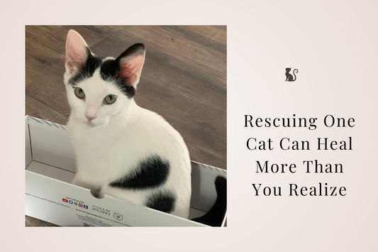 🤎 Rescuing One Cat Can Heal More Than You Realize