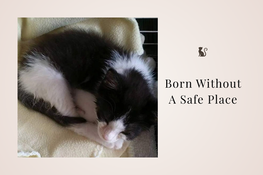 The Hidden Crisis of Stray Kittens