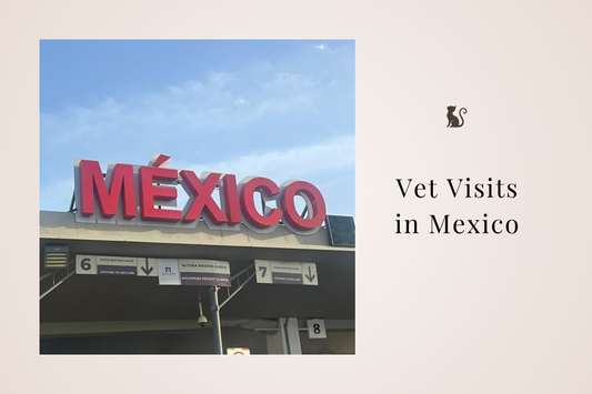 Vet Visits in México: Essential Advice for Pet Owners