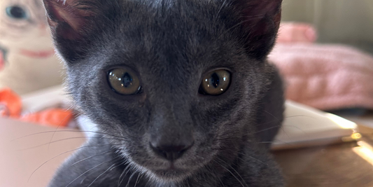 Stormy: A Gentle Shadow Searching for Home